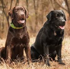 In looking for an english labrador breeder, i did a lot of research and chose sooner labs because of the great. Labrador Retriever Puppies For Sale Adoptapet Com