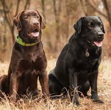 Check spelling or type a new query. Lab Dog Rescue Near Me Cheap Buy Online
