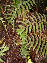 Image result for Amauropelta bergiana