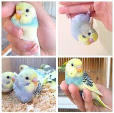 Exotic Birds You Can Have As Pets Eternal Birb Love Photo Pet Birds Budgies Bird Budgies