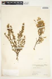 Image result for Cliffortia serpyllifolia
