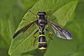 Big Black Bug With White Stripes Doros Profuges Male An Unmistakeable Hoverfly It Is A Large Narrow Species With A Dark Brown Front Margin To The Wings It Resem Yellow Bars Hoverfly Photo