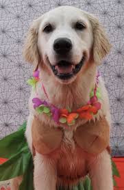 We did not find results for: Costumes That Ll Help Your Pet Win Halloween