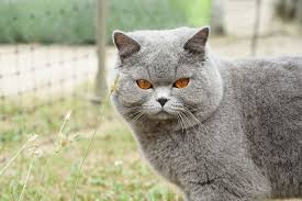 From wikimedia commons, the free media repository. Male British Shorthair Free Photo On Pixabay