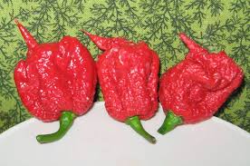 The 11 Spiciest Chile Peppers On Earth Slideshow Stuffed Peppers Stuffed Hot Peppers Hot Pepper Seeds
