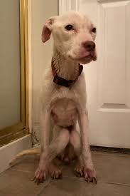 Villalobos pitbull rescue has the main goal to give pit bulls another chance in life. This Underweight Pit Bull Was Found In An Abandoned Apartment But Her Fortune Has Turned And Now She S Safe Bored Panda