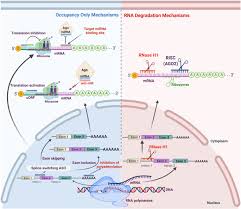4 years ago4 years ago. Rna Based Therapies A Cog In The Wheel Of Lung Cancer Defense Molecular Cancer Full Text