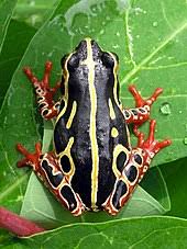 Amphibian Wikipedia
