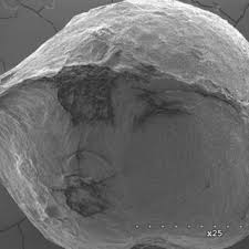 Image result for Crotonogynopsis australis