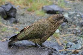 Kea - Wikipedia