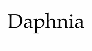 Find more french words at wordhippo.com! How To Pronounce Detritivores By Pronunciation Guide