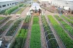 LA Urban Farms: Home