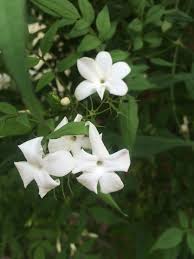 Image result for Jasminum