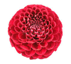 Aurora takes customer's flowers from special occasions and dries and preserves them in crystal clear polyester resin. 559 Aurora Flower Photos Free Royalty Free Stock Photos From Dreamstime
