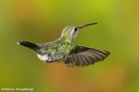 3644 Female Broad-billed Hummingbird (Cyanthus-latirostris ...