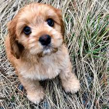 They were introduced in the united states in the 1970s and received recognition by the akc in 1999. Lowchen Dog Breed Origin Behavior Trainability Facts Puppy Price Color Health