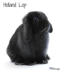 holland lop