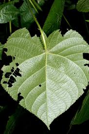 Image result for Neoboutonia melleri