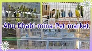 We did not find results for: Abu Dhabi Mina Pet Market L Best Pet Market In Abu Dhabi L Malayalivlogger Petmarket Abudhabi Youtube