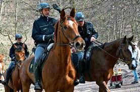 Auf dem kithairon, an welchem die herden des amphitryon und die des thespios weideten, hauste ein löwe, den herakles zu bekämpfen unternahm. Tierischer Fahndungsfall In Stuttgart Ratsel Ums Herrenlose Pferd Ist Gelost Stuttgart Stuttgarter Zeitung