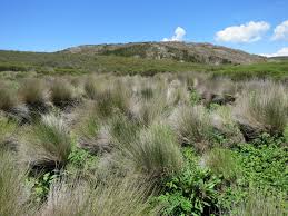 Image result for Arundinella nepalensis