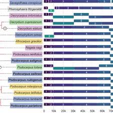 Image result for Aster milanjianus