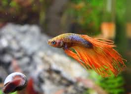 A Fiery Young Crowntail And His Snail Friend He Has A Nice Shimmer Of Blue In His Eyes And Scales Too Shot By User Femtoscientist O Betta Fish Betta Fish