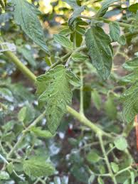 Image result for BLACKFLY ON TOMATO PLANTS