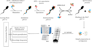 Which prokaryotic cell is correctly matched with its morphology (shape)? Buffalo Sperm Surface Proteome Profiling Reveals An Intricate Relationship Between Innate Immunity And Reproduction Bmc Genomics Full Text
