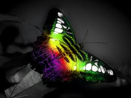 We did not find results for: Beautiful Rainbow Butterfly Wallpapers Beautiful Rainbow Butterfly Stock Photos