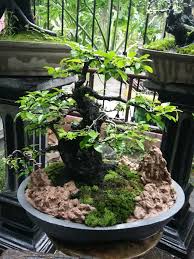 Bonsai Mustam Lumajang