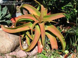 Image result for Aloe spicata