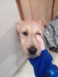 Lost and found item in Thompsons Station at Walmart Columbia