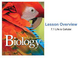Lesson overviewlife is cellular prokaryotic cells are generally smaller and simpler than eukaryotic cells. Lesson Overview 7 1 Life Is Cellular Lesson Overview Lesson Overview Life Is Cellular Think About It What S The Smallest Part Of Any Living Thing That Ppt Download