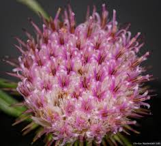 Image result for Dicoma arenaria