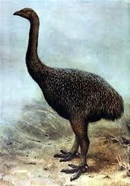 Birds That Cannot Fly Are Called Jurassic Park Great Entertainment Not Science Extinct Animals Prehistoric Animals Ancient Animals