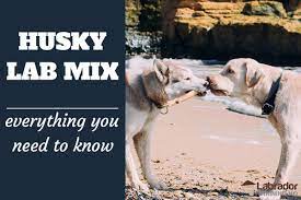 Everything You Need To Know About Husky Lab Mix Dogs Labradortraininghq