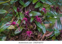 Image result for Bulbophyllum intertextum