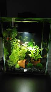 Fresh Water Fish Tank Panosundaki Pin