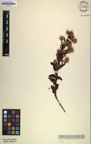 Image result for Blumea adamsii