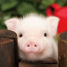 Piggy Trivia Leave It To De U S To Have De Most Ghost Towns In De Country Animals Cute Animals Cute Baby Animals