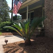 This plant, the sago palm almost killed me. How To Prune A Sago Palm Coastal Kelder