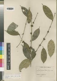 Image result for Strychnos henningsii