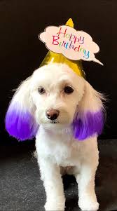 Profile for Pampered Pooch S'paw LLC