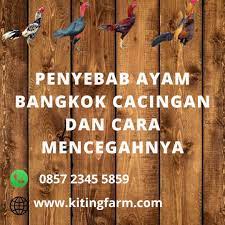 Penyebab Ayam Bangkok Cacingan Dan Cara Mencegah Nya I 2021