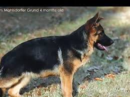 German Shepherd Puppy Obedience Training 4 5 Months Old Video Dailymotion