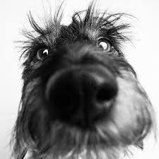 Epingle Par Isabelle Claveau Sur Stella En Chocolat Photo Chien Animaux Mignons Teckel Drole