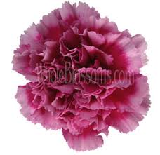 If you are order flowers online, only order from a professional. Carnation Flowers Carnation White Carnations Flower Delivery