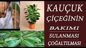 Kauçuk çiçeği bakımı nasıl yapılmalıdır. Kaucuk Ciceginin Bakimi Sulanmasi Ve Cogaltilmasi Nasil Yapilmali Youtube