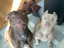 my babies are so perfect your daily dose of cute puppies and amazing dogs pitbull german shepard golden re cute puppy breeds cute puppies puppy breeds